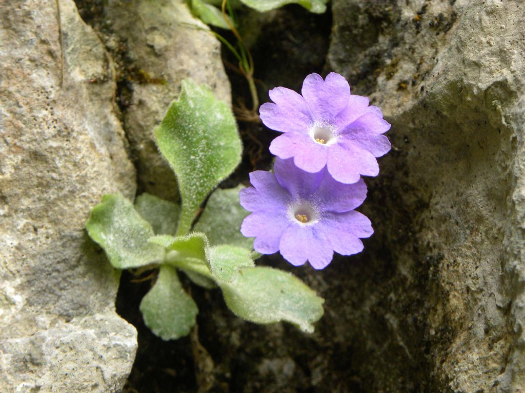 Primula albenensis / Primula del M. Alben